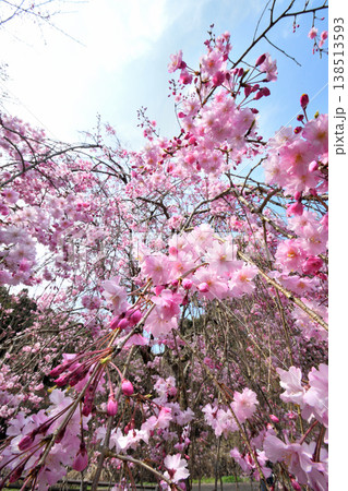 佐賀県横竹ダム周辺のサクラ、桜 佐賀県横竹ダム周辺のサクラ、桜 138513593