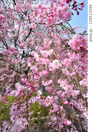 佐賀県横竹ダム周辺のサクラ、桜 佐賀県横竹ダム周辺のサクラ、桜 138513594