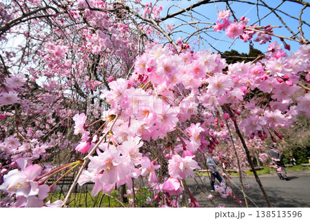 佐賀県横竹ダム周辺のサクラ、桜 138513596