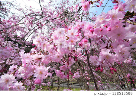 佐賀県横竹ダム周辺のサクラ、桜 138513599