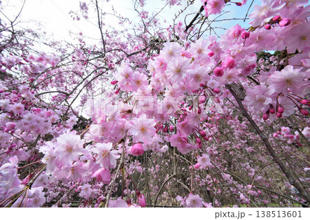 佐賀県横竹ダム周辺のサクラ、桜 138513601