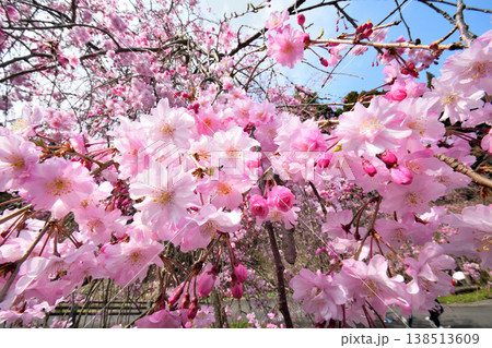 佐賀県横竹ダム周辺のサクラ、桜 佐賀県横竹ダム周辺のサクラ、桜 138513609