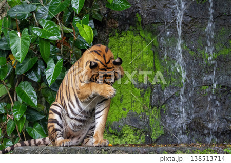 Close up bengal tiger is beautiful animal and dangerous in forest 138513714