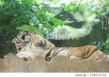 Close up Indochinese tiger is beautiful animal 138513716