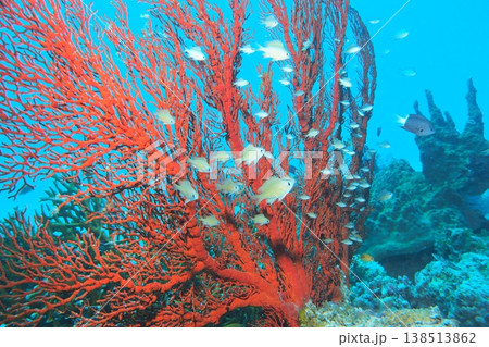 イソバナに潜むスズメダイ幼魚 水中写真 イソバナに潜むスズメダイ幼魚 水中写真 138513862