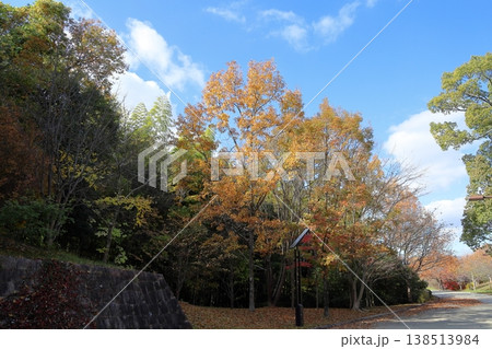 秋の公園　鮮やか　色づくクヌギの木 138513984