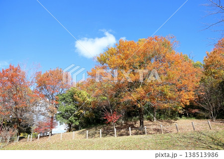 秋の公園　色づく雑木林 138513986