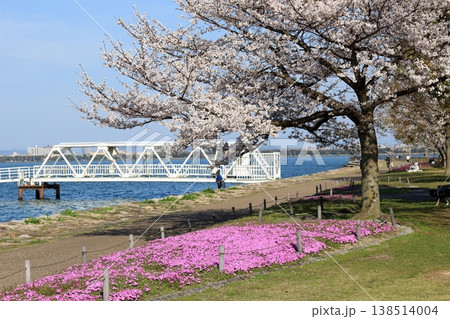 天気に恵まれた琵琶湖岸の桜とシバザクラ 138514004