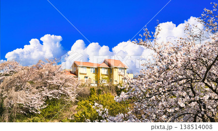 桜満開の横浜の住宅風景 桜満開の横浜の住宅風景 138514008