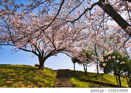 桜満開の横浜の公園風景 桜満開の横浜の公園風景 138514009