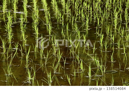 農業イメージ 田植え直後の水田 農業イメージ 田植え直後の水田 138514084