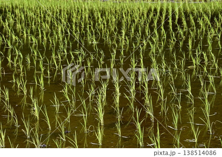 農業イメージ 田植え直後の水田 農業イメージ 田植え直後の水田 138514086