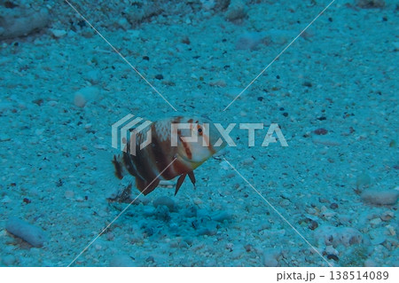 珊瑚礁の砂地を泳ぐテンス幼魚　水中写真 138514089