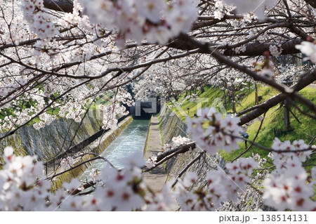 琵琶湖疎水と満開の桜 琵琶湖疎水と満開の桜 138514131