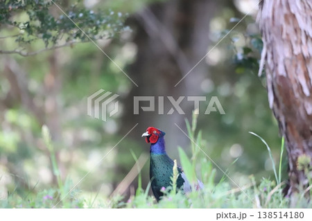 草地に佇むキジ 草地に佇むキジ 138514180