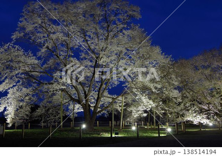 夜に照らされる満開の桜 夜に照らされる満開の桜 138514194