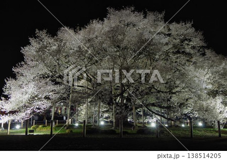 春の夜を照らす桜の大樹 138514205
