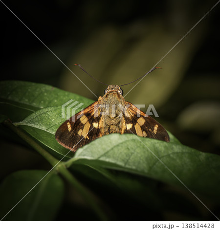 Splendid Ochre Butterfly 138514428