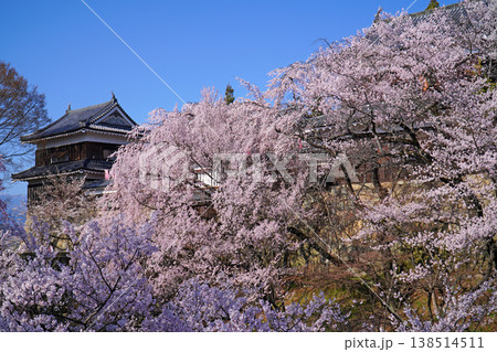 上田城跡公園の桜 上田城跡公園の桜 138514511
