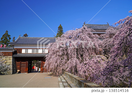 上田城跡公園の桜 上田城跡公園の桜 138514516
