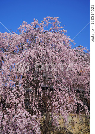 上田城跡公園の桜 138514523