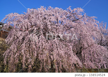 上田城跡公園の桜 上田城跡公園の桜 138514524