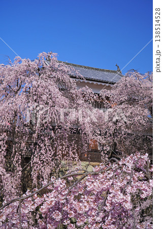 上田城跡公園の桜 138514528