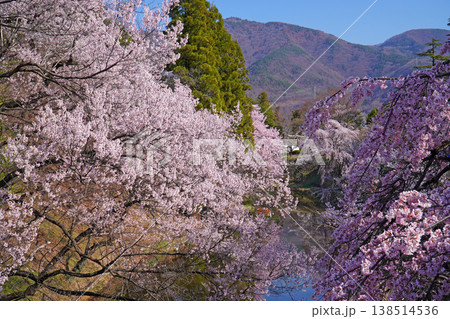上田城跡公園の桜 上田城跡公園の桜 138514536