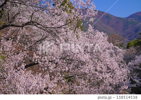 上田城跡公園の桜 上田城跡公園の桜 138514538