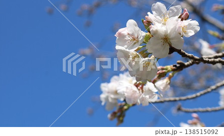 青空に映える桜 138515092