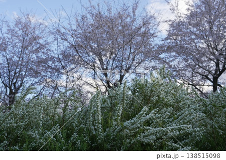 白い花のユキヤナギと桜 白い花のユキヤナギと桜 138515098