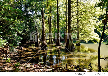 篠栗九大の森 神秘的な光景 落羽松(ラクウショウ) 篠栗九大の森 神秘的な光景 落羽松(ラクウショウ) 138515153