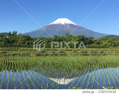 初夏の真っ青な空にそびえる冠雪の富士山と田んぼの植えたばかりの苗の間の水面に映る逆さ富士 初夏の真っ青な空にそびえる冠雪の富士山と田んぼの植えたばかりの苗の間の水面に映る逆さ富士 138515416