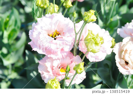 Eustoma grandiflorum Raf Shinners or Eustoma russellianum Hook G Don or GENTIANACEAE or lisianthus or Prairie Gentian or pink flower 138515419