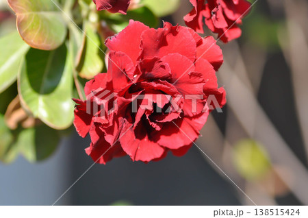 Desert rose, APOCYACEAE or Adenium obesum or Mock Azalea or Pinkbignonia or Impala lily or red flower 138515424