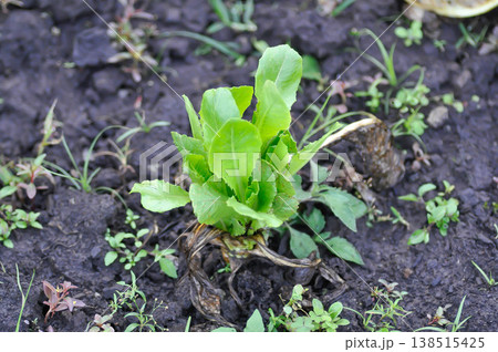 cos lettuce , lettuce in the vegetable garden or  vegetable 138515425