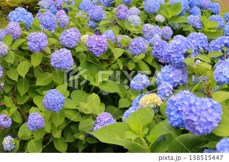 青い紫陽花 青い紫陽花 138515447
