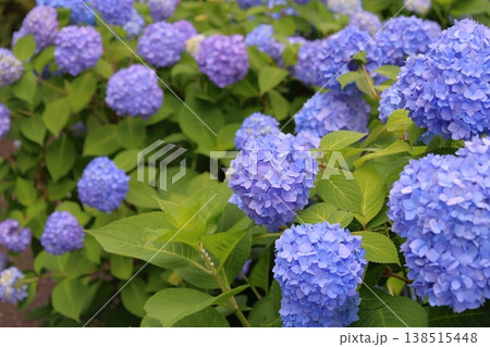 青い紫陽花 138515448
