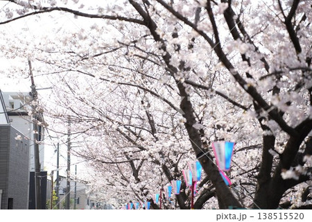 元住吉 渋川沿いの提灯と満開の桜並木 138515520