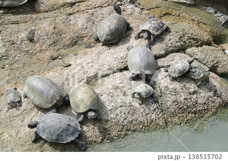 マレーシア ペナン島 極楽寺の亀 マレーシア ペナン島 極楽寺の亀 138515702