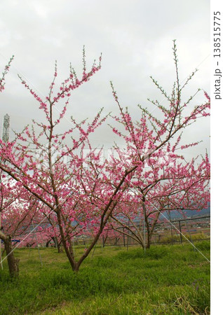 花桃 花桃 138515775