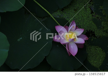 水面に浮かぶ蓮の花 水面に浮かぶ蓮の花 138515817