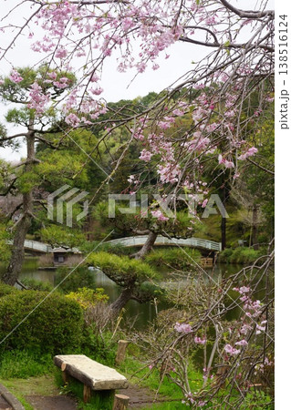 東京都町田市の薬師池公園の桜の風景 東京都町田市の薬師池公園の桜の風景 138516124
