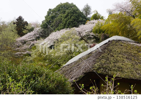 東京都町田市の薬師池公園の古民家と桜の風景 138516125