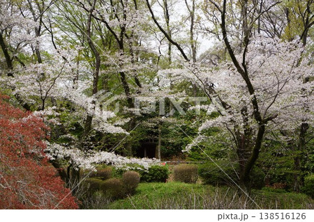 東京都町田市の薬師池公園の桜の風景 138516126