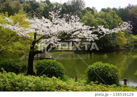 東京都町田市の薬師池公園の薬師池と桜の風景 東京都町田市の薬師池公園の薬師池と桜の風景 138516129