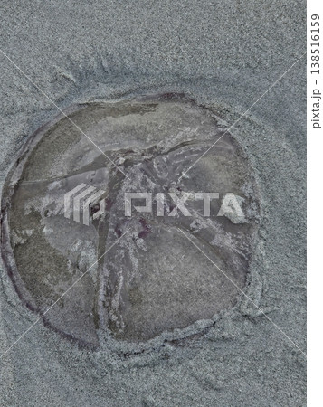 Close-up of a translucent jellyfish washed ashore on an Andaman beach, showing its gelatinous bell with a distinct internal cross pattern against the wet sand. 138516159