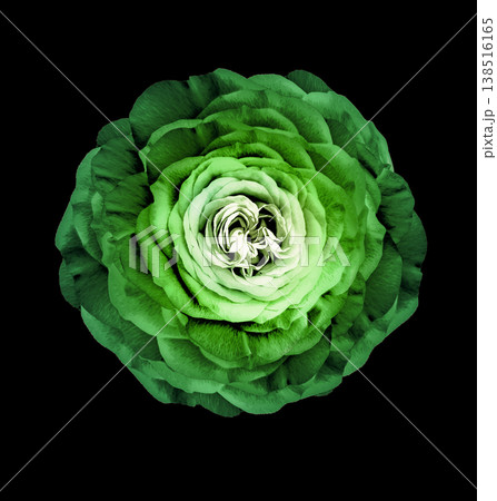 Rose  flower  on  the black  isolated background with clipping path.  Closeup. For design. Studio shot.  Nature. 138516165