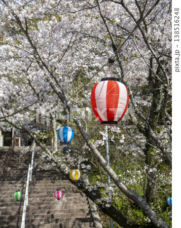満開の桜とカラフルな提灯に彩られた神社の石段参道 満開の桜とカラフルな提灯に彩られた神社の石段参道 138516248