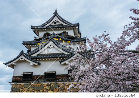 雨の彦根城と桜 滋賀県観光地 138516364